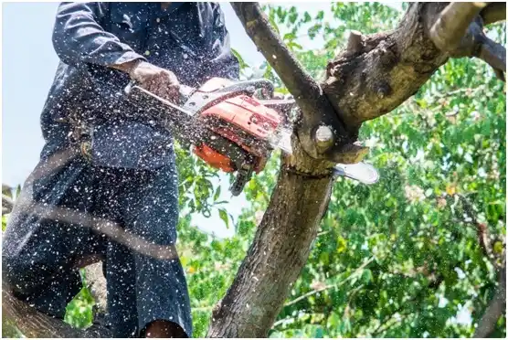 tree services Hummelstown